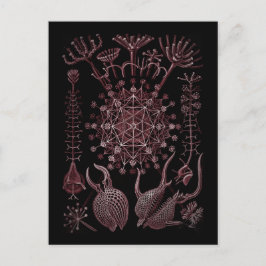 Muschel Phaeodaria Sea - Detail 1879 Postkarte