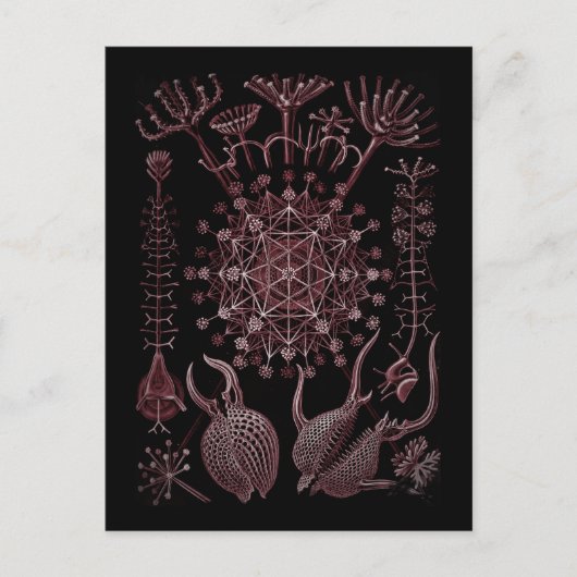 Muschel Phaeodaria Sea - Detail 1879 Postkarte (Vorderseite)