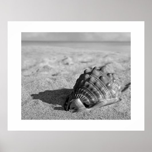 Muschel Poster (Vorne)