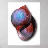 Muschel Poster (Vorne)