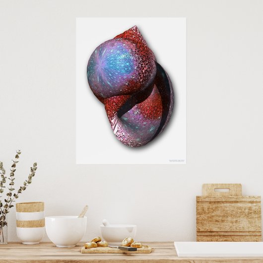 Muschel Poster (Küche)