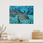 Muschel Poster (Küche)