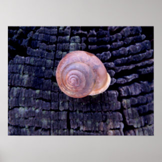 Muschel Poster