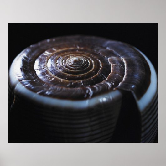 Muschel Poster (Vorne)