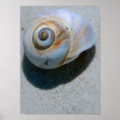 Muschel Poster (Vorne)