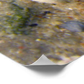 Muschel Poster (Ecke)