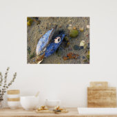 Muschel Poster (Küche)