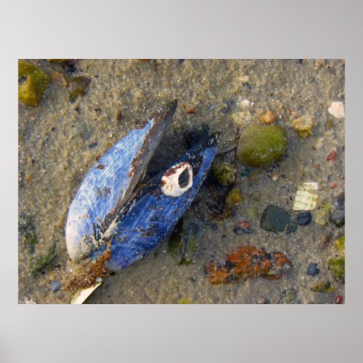 Muschel Poster (Vorne)