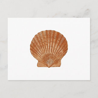 Muschel Postkarte