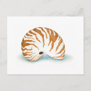 Muschel Postkarte