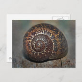 Muschel Postkarte (Vorne/Hinten)
