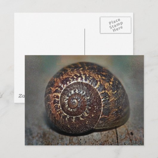 Muschel Postkarte (Vorne/Hinten)