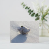 Muschel Postkarte (Stehend Vorderseite)