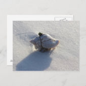 Muschel Postkarte (Vorne/Hinten)