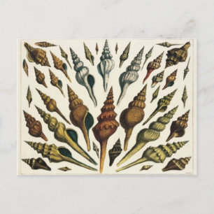 Muschel-Postkarte Postkarte