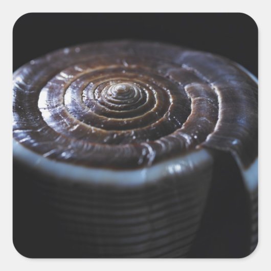 Muschel Quadratischer Aufkleber (Vorderseite)