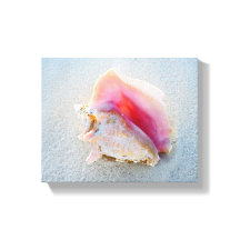Muschel Queen Conch am Strand von Bahamas