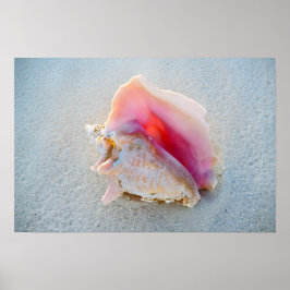 Muschel Queen Conch am Strand von Bahamas Poster