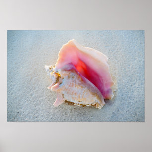 Muschel Queen Conch am Strand von Bahamas Poster