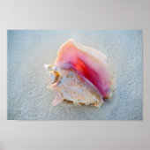 Muschel Queen Conch am Strand von Bahamas Poster (Vorne)