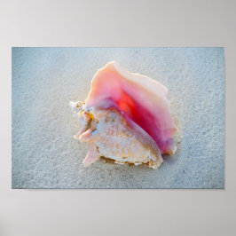 Muschel Queen Conch am Strand von Bahamas Poster