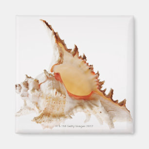 Muschel Ramose Murex (Chicoreus ramosus) gegen Magnet