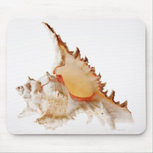 Muschel Ramose Murex (Chicoreus ramosus) gegen Mousepad