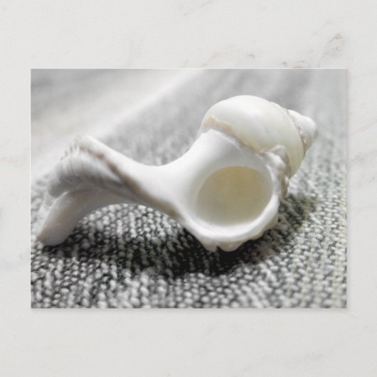 Muschel Schwarz-Weiß-Strand Foto Postkarte (Vorderseite)