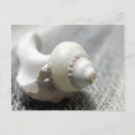 Muschel Schwarz-Weiß-Strand Foto Postkarte