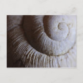 Muschel Seashell Spiral Muster Postcard Postkarte (Vorderseite)