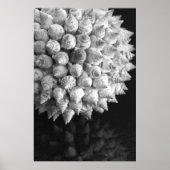 Muschel Sphere Poster (Vorne)