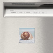 Muschel | St. Petersburg, Florida Magnet (In Situ (Geschirrspüler))