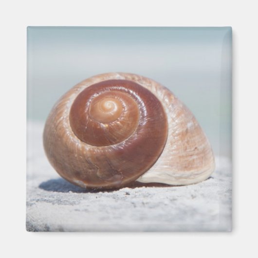 Muschel | St. Petersburg, Florida Magnet (Vorne)