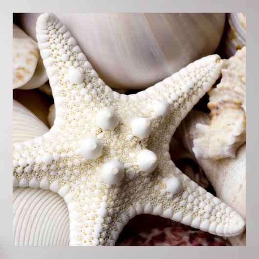 Muschel Starfish Hintergrund - Beach Muscheln Poster (Vorne)