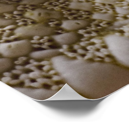 Muschel Starfish Hintergrund - Beach Muscheln Poster (Ecke)