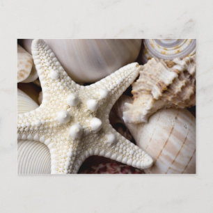 Muschel Starfish Hintergrund - Beach Muscheln Postkarte