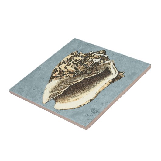 Muschel Stonewash Conch Fliese (Seite)