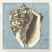 Muschel Stonewash Conch Glasuntersetzer (Vorderseite)