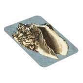 Muschel Stonewash Conch Magnet (Rechte Seite)