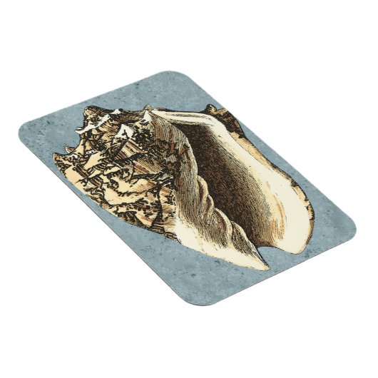 Muschel Stonewash Conch Magnet (Rechte Seite)