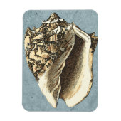 Muschel Stonewash Conch Magnet (Vertikal)