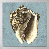Muschel Stonewash Conch Poster (Vorne)