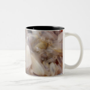 Muschel-Tasse Zweifarbige Tasse