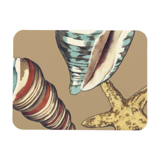 Muschel Trio über Khaki Magnet (Horizontal)