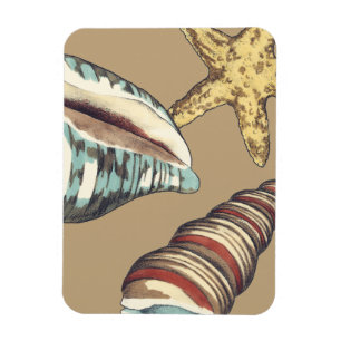 Muschel Trio über Khaki Magnet