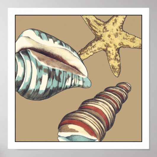 Muschel Trio über Khaki Poster (Vorne)