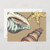 Muschel Trio über Khaki Postkarte (Vorne/Hinten)