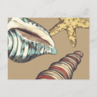 Muschel Trio über Khaki