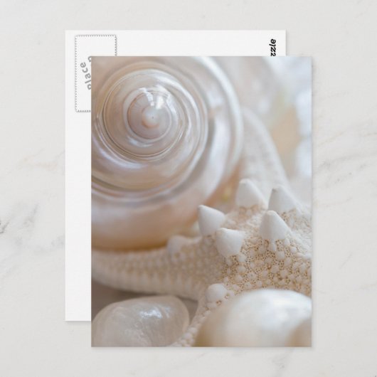 Muschel und Starfish Hintergrund - Muscheln am Str Postkarte (Vorne/Hinten)