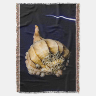 Muschel von Seeschnellfischen mit Barnacles Decke